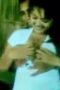 ABG - Cewe Desa Lugu ABG - Cewe Desa Lugu
