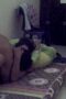 ABG - Lagi Asik Di Tusuk Ada Temen Ketok Pintu Bantal Hijau - udin suko ABG - Lagi Asik Di Tusuk Ada Temen Ketok Pintu Bantal Hijau - udin suko