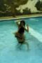 ABG - Streaptease di Kolam Renang ABG - Streaptease di Kolam Renang
