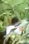 Ngintip - ABG Di Kebun Singkong Ngintip - ABG Di Kebun Singkong