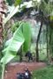 Pacaran di Kebon Terekam...! Pacaran di Kebon Terekam...!
