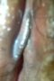 Tante - Memek Apa Mulut Nih - POV Tante - Memek Apa Mulut Nih - POV