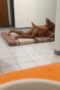 Karyawan Lonte Sange Lagi Di Kasur Lesehan Matras Karyawan Lonte Sange Lagi Di Kasur Lesehan Matras