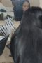 cek in sama pacar baju hitam doggy depan kaca ngomong jawa cek in sama pacar baju hitam doggy depan kaca ngomong jawa